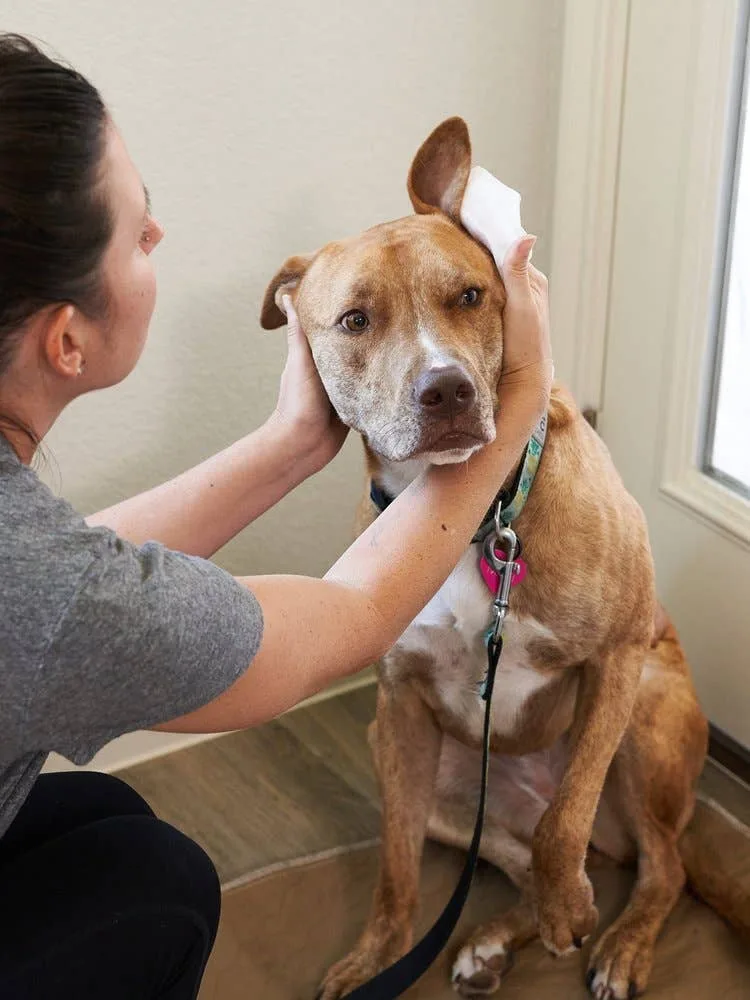 Petpost Pet Ear Wipes for Dogs 100ct image 3